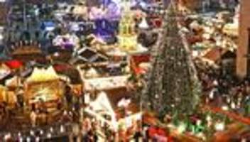 Prachtexemplar: Stadt Halle sucht den Weihnachtsbaum