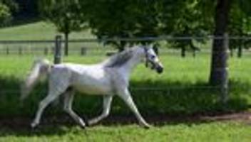 Tiere: Pferd geht durch - Kutsche fährt in Radebeul gegen Mauer