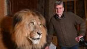 Tierpräparator: Löwenstarker Abschied: Gothaer Präparator geht in Ruhestand