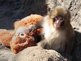 Makake von Mutter verstoßen: Äffchen Punch rührt zu Tränen - und wird zum Durchhalte-Meme