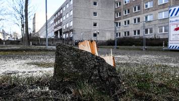 Irritation am Ex-Stasi-Gelände: Plötzlich sind mehrere Bäume weg