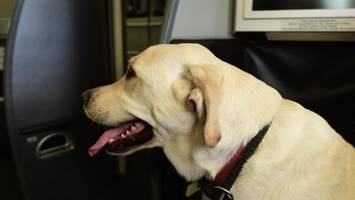 Lufthansa-Tochter erlaubt größere Hunde an Bord – unter diesen Bedingungen