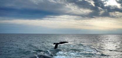 bundestag billigt internationales meeresschutz-abkommen