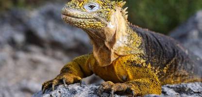 Ecuador: Parlament erlaubt Bergbau auf den Galápagos-Inseln