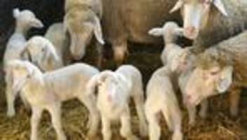 Osterlämmer: Osterlämmer in Sachsen: Sorge um Preise und Wolfsrisse