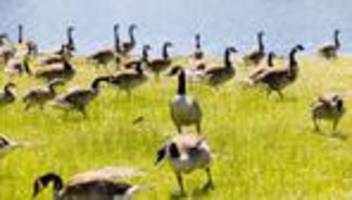 Problem mit Wildvögeln: Gänse haben Landesgartenschau zum Fressen gern