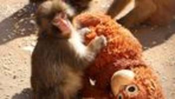 Tiere: Japan-Touristen fliegen auf Affenbaby Punch