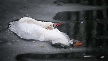 traurige gewissheit: tote schwäne im landwehrkanal starben an vogelgrippe