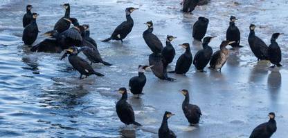 ostsee: kalter winter könnte kormoran-populationen zum verhängnis werden