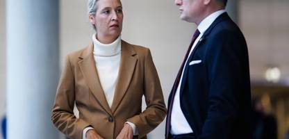 afd-skandal: machtkämpfe und vetternwirtschaft belasten die partei