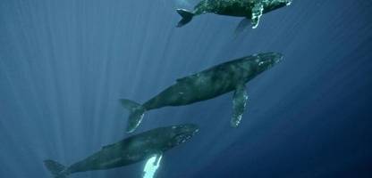 erholt sich die population, singen die älteren wal-männchen