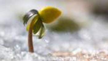 Jahreszeiten: Frühlingserwachen: das Besondere an Krokus, Pollen und Co.