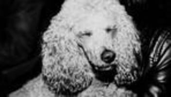 körpersprache von hunden: wie gut verstehen sie hunde?