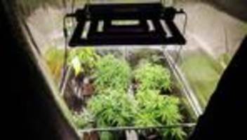 Legaler Drogenanbau: 255 Kilo Cannabis im Norden legal geerntet - Bedarf höher