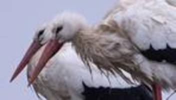 weißstörche in hessen: frühlingsboten: störche starten in die neue brutsaison