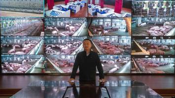 China züchtet Schweine in Hochhäusern – Experten sind entsetzt