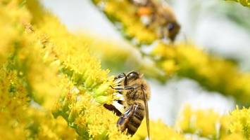Warum lernen manche schneller als andere? Ein Insekt liefert wichtige Hinweise