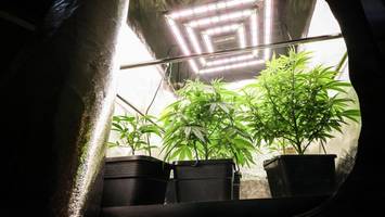 255 Kilo Cannabis im Norden legal geerntet – Bedarf ist laut Polizei aber höher