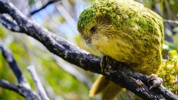 seltener riesenvogel bekommt nachwuchs – forscher begeistert