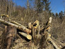 baum erschlägt kind: ein nachmittag wie aus einem albtraum