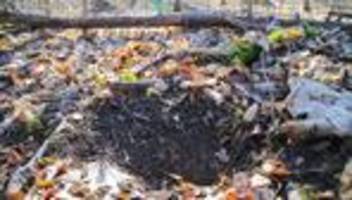 Bärlauch-Diebe: Erneut Bärlauch-Diebe in der Leipziger Region gefasst