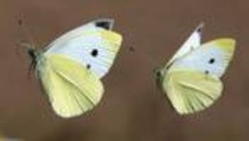Naturschutz: Sorgen um Schmetterlinge: Tierarten im kritischen Zustand