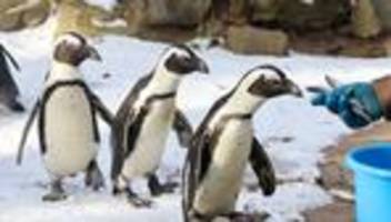 Statistik: Sachsen-Anhalts Kommunen geben mehr für Zoos aus