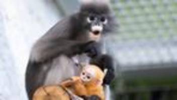 Tiere: Brillenlanguren mit Nachwuchs im Zoo Dresden