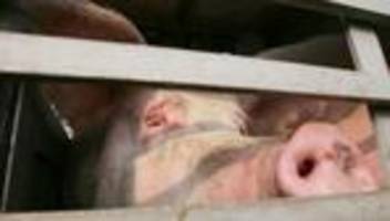 Unfall: Anhänger mit 93 Schweinen landet in Bach