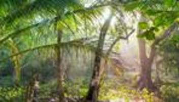 tropische pflanzen: blüh an einem anderen tag