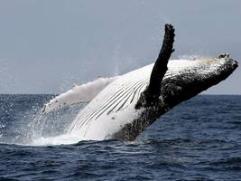 biologie: buckelwale: warum die damen auf reife herren stehen