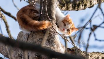 haben katzen eigentlich einen rückwärtsgang?