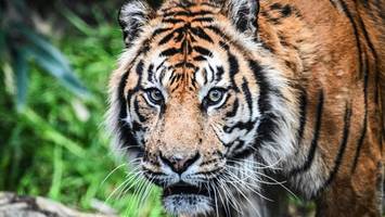 tierpark zieht bilanz: so lief der kostenlose februar für die Ü65