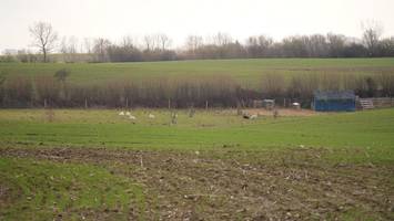 21 schafe sterben: größte wolfsattacke seit 10 jahren in schleswig-holstein