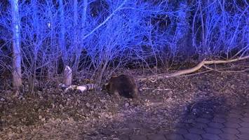 Biber fällt Baum – und trifft ein fahrendes Auto