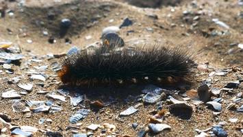 Große Gefahr auf Sylt: Darum muss der Goldafter jetzt bekämpft werden