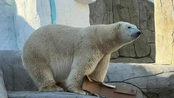 Hagenbeck hat wieder einen Eisbären – Rasputin ist der Neue im Eismeer