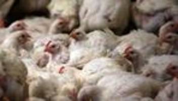 Tiergesundheit: Newcastle-Virus bedroht 30.000 Masthähnchen in Oberbayern