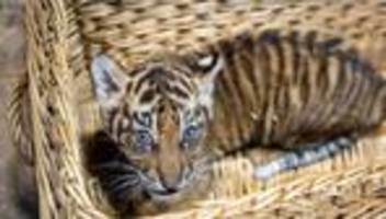Zwei Monate alt: Sumatra-Tiger-Baby im Tierpark Berlin entwickelt sich gut