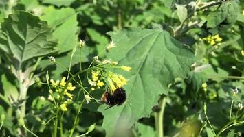 Aus Sondervermögen finanziert: So soll die Stadt im Hochsommer kühler werden