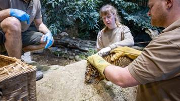 berliner tiger-baby faucht bei untersuchung – video zeigt süße protestaktion
