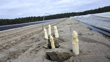 Spargel-Saison startet bald: Auf diese Preise müssen Sie sich einstellen