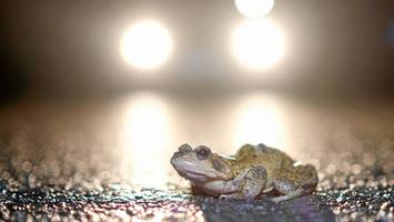 krötenwanderung beginnt: sie retten 5000 amphibien vor dem sicheren tod