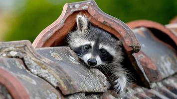 Waschbär-Plage in der Lüneburger Heide: Wo die Lage aktuell eskaliert