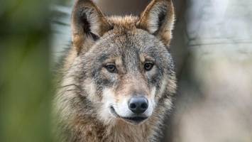 wolf bei hamburg abgeschossen – aber war es überhaupt das richtige tier?