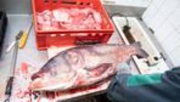 Essen statt Massensterben: Minister am Grill: Kummer wirbt für Fisch aus DDR-Besatz