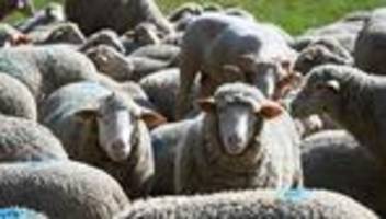 Schafe: Schafbestand in Sachsen-Anhalt schrumpft weiter