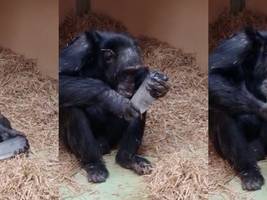 tiere: schimpansen mögen glitzer