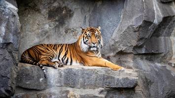 Tierpark Berlin musste Tiger Jae Jae erlösen – sein Zustand wurde immer schlechter