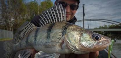 Braunschweig: Neuer Raubfisch verbreitet sich in Norddeutschland